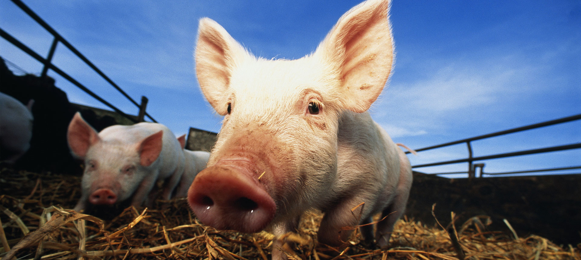 養殖産(chan)業 Livestock & Poultry