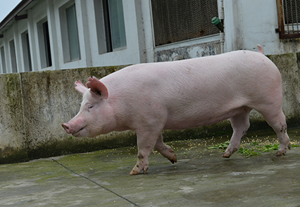 加(jia)係(xi)約克豬