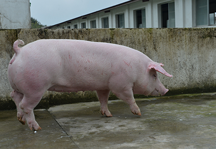 加(jia)係(xi)長(zhang)白豬